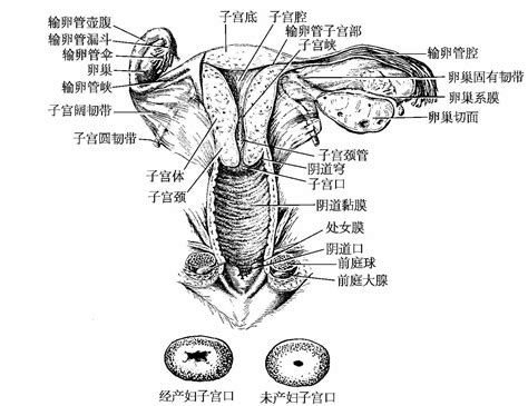 女人性器官|内生殖器